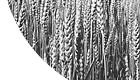 Organic Wheat
